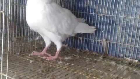 My White German Beauty Homa Running Male Chicks