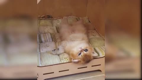Baby cats very funny video