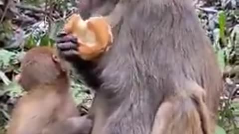 Hand Feeding Hungry Old Monkeys