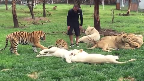 A Tiger defends a man against a leopard attack.