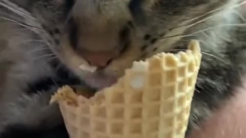 This_is_why_YOU_need_a_cat_#shorts(480p)