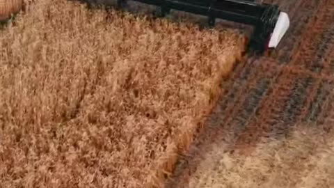 Wheat Harvesting Summer 2021