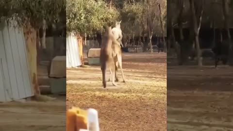 Kangaroo 🦘 Fight 😄