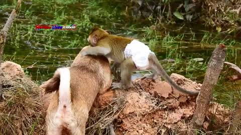 OMG! Smart Baby Monkey CALVIN Riding On Brother LUCKY Cross Water