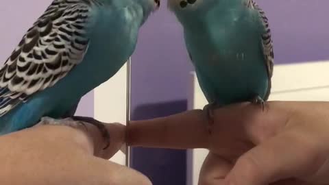 Budgie carries out full on conversation with his reflection