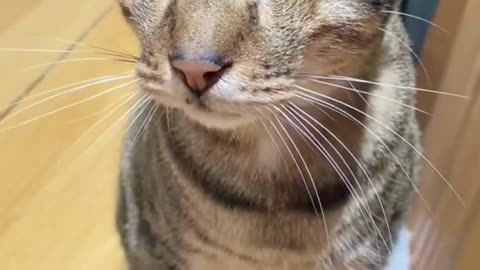Cutest & Funniest Cat Videos Ever #catsoftiktok #catlovers #catvideo #viral #tiktok #trend #shorts