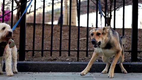 Angry dogs barking compilation !