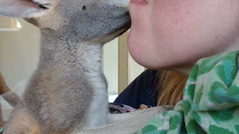 Baby Kangaroo Gives Lady Kisses