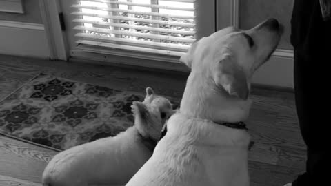 Woman feeds two dogs a dog outside stares