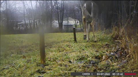 Backyard Trail Cams - Deer at Fence