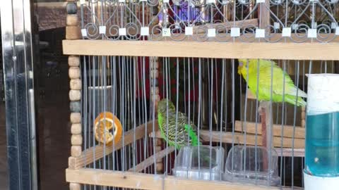 Funnu two birds in the cage /how to eating