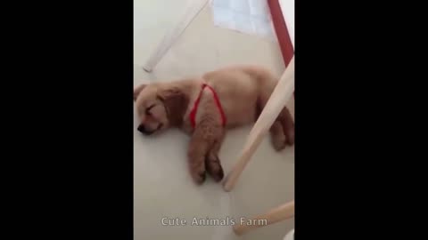 And this cute puppy dreaming