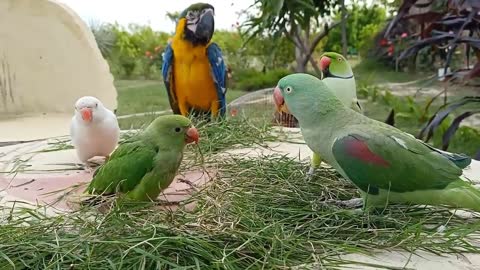 Talking & Greeting Baby Parrot