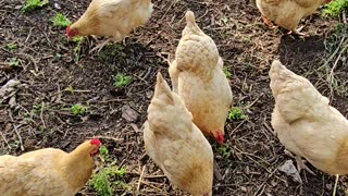 OMC! Orpington hens compete for clover, brownie shows up and an angry bird but what kind is it?