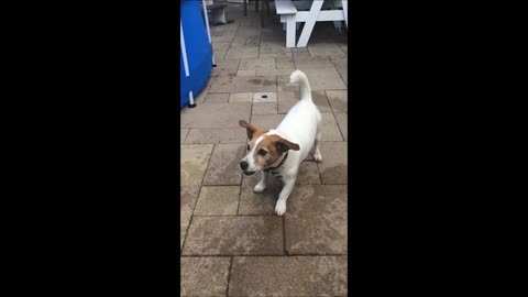 Jack Russell catching squirts from waterpistol