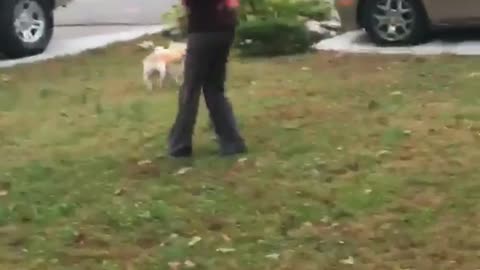 Girl in red wig chases dog with toy gun