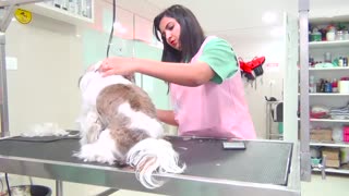 Pet Grooming a Dog in Time Lapse at Cessna Lifeline Veterinary Hospital