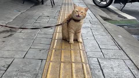 Cute cats strapped to the street