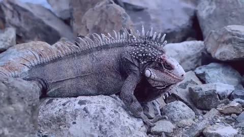 Awesome Iguana moving his head up and down..