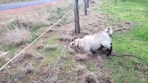 Animals Getting Shocked | Animals Electric Fence Funny