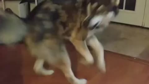 HUSKY TRYING TO CATCH HIS TAIL 🤣🤣😂😂😂😅😅😂😂