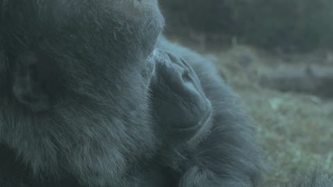 Behind the shoulder Gorilla in habitat