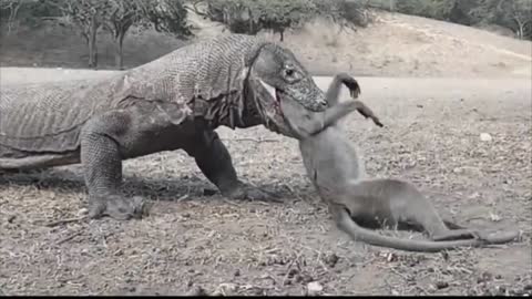 Komodo_Dragon_Preys_on_Two_Monkeys_and_Swallows_Them_Alive