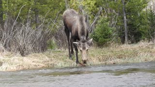 Moose Calf Struggles in Stream