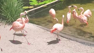 Flamingo Fun