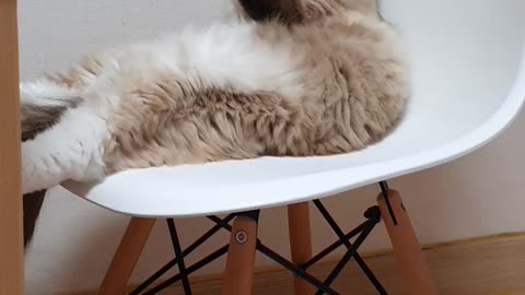 Grooming cat on the chair 1