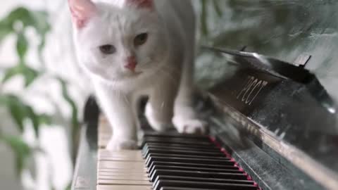 A Cat Walking Over The Piano Keyboard