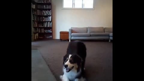 Cute dog dancing part-2