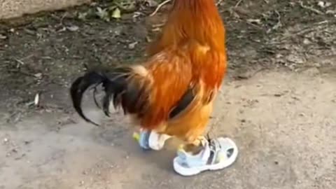 Chicken joging