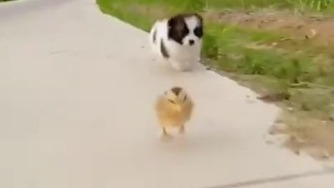 Funny race fight between 🐕 and 🐦