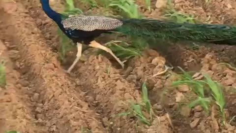 Peacock Peacock