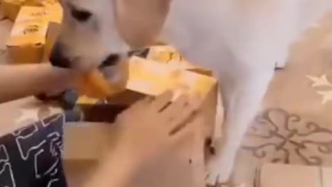 Smart Dog Helping Man To Work