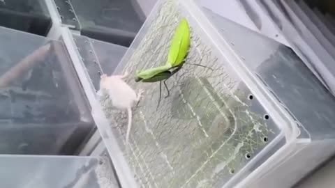 mantis vs mouse ( mantis power)