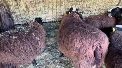 Ewes stampede for meal & hay today & cat Ovenmitt was bold, so got told off