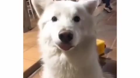 Dog ears dancing