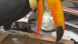 Toucans Tries to Eat Donut
