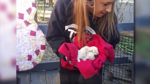 Cuando rescataron a esta aterrorizada perrita debajo de un porche se llevaron una gran sorpresa