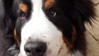 Happy dog gets bacon for breakfast