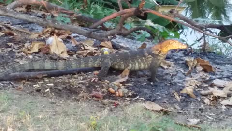 Varan Vova is having lunch