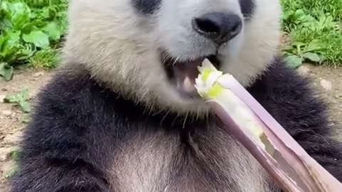 Bear sucking suger cane