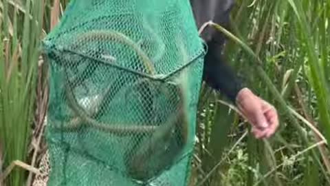 Man catches deadly fish with unique! trick