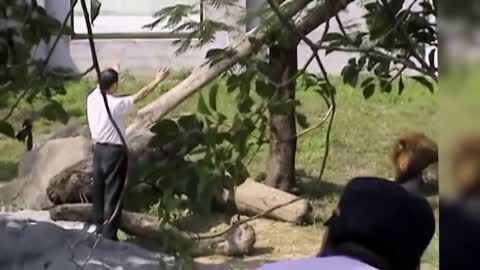 Man Entered in The Lions Cage in Taipei Zoo