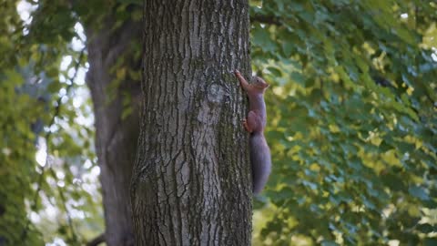 Red squirrel hanging on a tree trunk