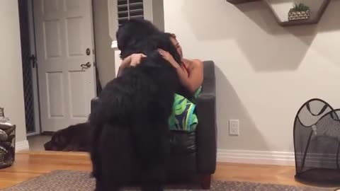 Massive Newfoundland thinks he's a lap dog