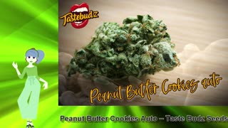 Peanut Butter Cookies Auto – Taste Budz Seeds