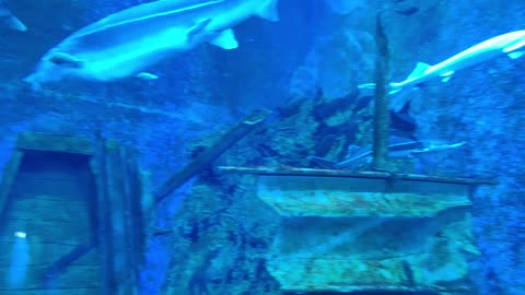 Fish in an aquarium with a shipwreck.